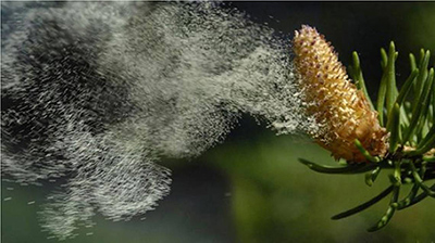 Hay Fever - Pine Pollen